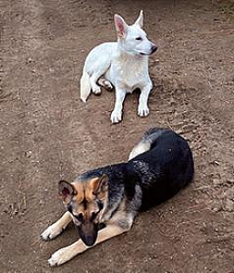 THREE FEMALE GERMAN SHEPHERD HUSKY CROSS PUPPIES