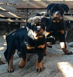 AKC ROTTWILLER PUPPIES
