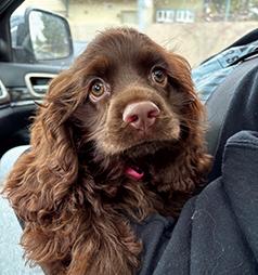 CHOCOLATE COCKER SPANIEL