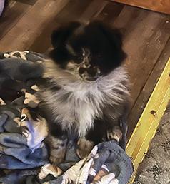 BLUE MERLE MALE POMERANIAN