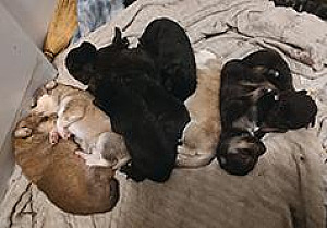 TEN HUSKADOODLE PUPPIES