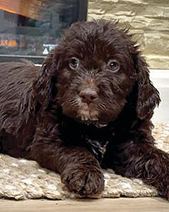 LABRADOODLE PUPPIES