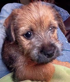 LOVING & AMBITIOUS JACK RUSSELL TERRIER MALE PUPPIES