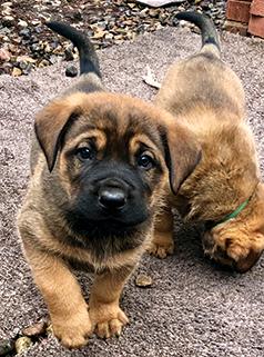 MASTIFF ROTTWEILER PUPPIES