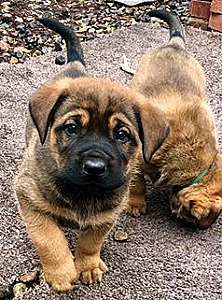 MASTIFF ROTTWEILER PUPPIES