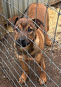 ROTTWEILER BELGIAN MALE MIX