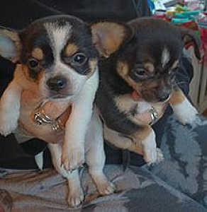 TWO PUREBRED MALE CHIHUAHUAS