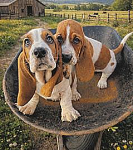 PUREBRED BASSET HOUND PUPPIES