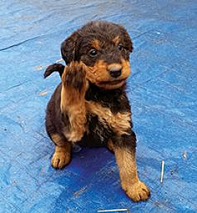 PUREBRED AIREDALE TERRIERS