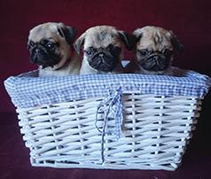 AKC PUG PUPPIES
