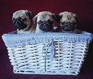 AKC PUG PUPPIES