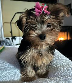 REG. FEMALE YORKIE PUPPY
