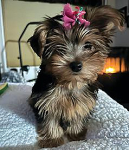 REG. FEMALE YORKIE PUPPY
