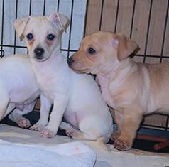 MINATURE PINSCHER/ DASCHUND PUPPIES