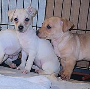 MINATURE PINSCHER/ DASCHUND PUPPIES