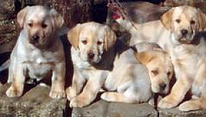 PUREBRED YELLOW LABRADOR PUPPIES 