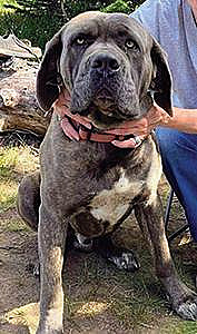 MISSING DOG, CRESTON AREA SINCE JANUARY 1