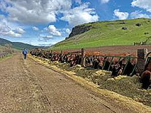 McCANN RED ANGUS BULL SALE 