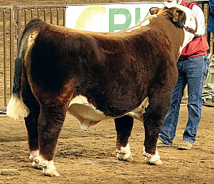 18TH ANNUAL NORTHWEST HEREFORD BREEDERS BULL SALE 