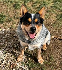 MALE BLUE HEELER YEAR & A HALF OLD