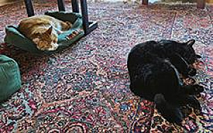 TWO 5 YEAR OLD NEUTERED MALE CATS