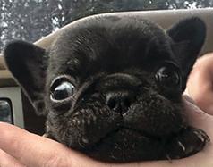 MICRO FRENCHIE FEMALE PUPPY