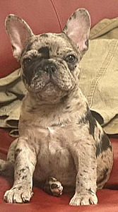 FRENCH BULLDOG PUPPIES & ADULT DOGS