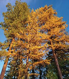 11 ACRES WITH BEAUTIFUL VIEWS & EXCELLENT PRIVACY NEAR