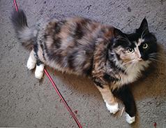 FEMALE 1 YEAR OLD RAGDOLL/ MAINE COON CAT