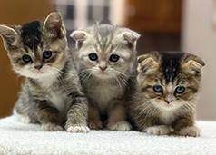 SCOTTISH FOLD KITTENS