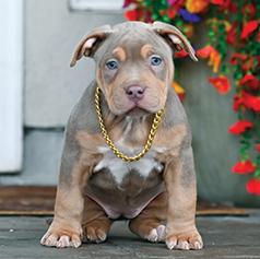 AMERICAN BULLY, QUALITY BLOODLINE