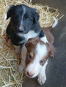 TAKING DEPOSITS, ABCA REG. BORDER COLLIES