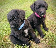 LABRADOR/ SHEEP-A-DOODLE PUPPIES