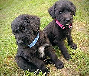 LABRADOR/ SHEEP-A-DOODLE PUPPIES