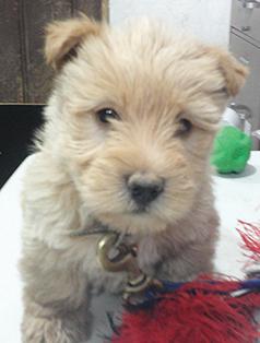 AKC WHEATEN FEMALE SCOTTISH TERRIER 