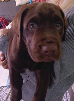 PUREBRED AMERICAN LABRADOR RETRIEVERS