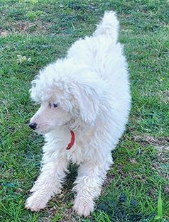 MINIATURE POODLE