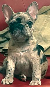 FRENCH BULLDOG PUPPIES & ADULT DOGS