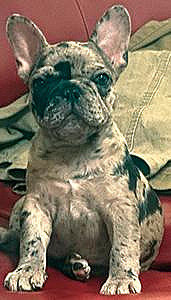 FRENCH BULLDOG PUPPIES & ADULT DOGS