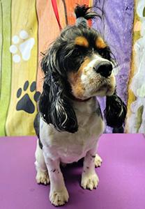AKC REG. COCKER SPANIEL