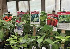 THE TOMATO LADY IS OPENING ON WEDNESDAY APRIL 15TH