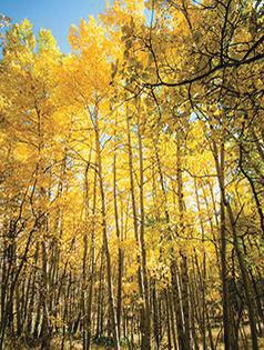 HAND DUG QUAKING ASPEN TREES