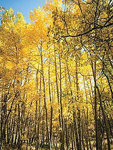 HAND DUG QUAKING ASPEN TREES