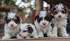 BEAUTIFUL CKC TOY YORKIE POO PUPPIES
