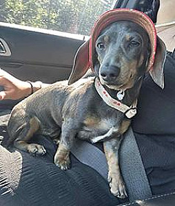 ONE YEAR OLD SMALL MINI DACHSHUND FEMALE