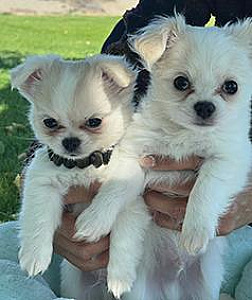 TWO MALE LONG HAIRED CHIHUAHUAS