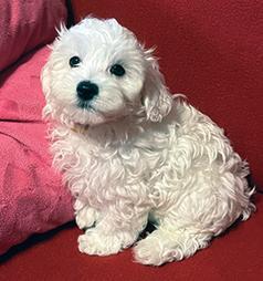 PURE WHITE MALTESE