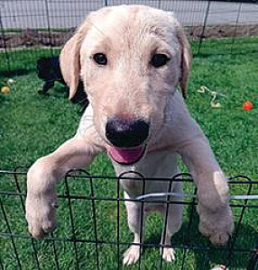 PUREBRED AMERICAN LABRADOR RETRIEVERS