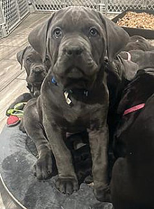 CANE CORSO PUPPIES