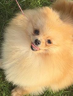 POMERANIAN EXPERT